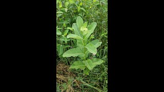 ANR Live June 16 2020 Hemp Dogbane amp Milkweed [upl. by Bostow137]