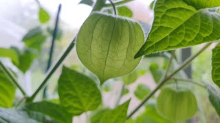 Overwintering and propagating PhysalisGround CherriesCape Gooseberries for an early bumper harvest [upl. by Caleb438]