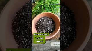 How to Repot a Pineapple My Method EXPLAINED [upl. by Hagar]