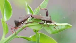 Stink Bugs Mating Bugged By Bugs [upl. by Llain]