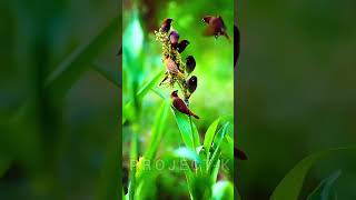 So beautiful scaly breasted munia birds [upl. by Eilram]