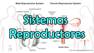 Los Sistemas Reproductores [upl. by Aierbma]