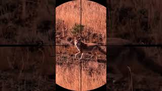 coyote hunting with sniper rifle coyote hunting huntingsniper shorts shortvideo animals [upl. by Fulks]