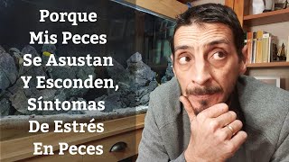 🔵 Porque Mis Peces Se Asustan Y EscondenSíntomas De Estrés En Peces [upl. by Aicilehp]