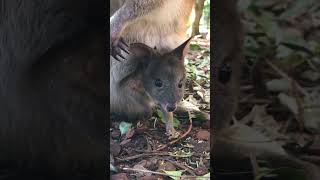 Pademelon Joey Emerges [upl. by Palmira649]