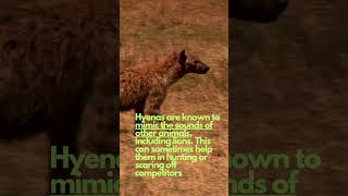 Legendary Hyenas MIMIC other Animal SOUNDS animals nature shorts viralvideo hyena hyenas [upl. by Aneleiram]