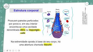 91  PORÍFEROS CNIDÁRIOS PLATELMINTOS E NEMATÓIDES  BIOLOGIA  2º ANO EM  AULA 912024 [upl. by Ariaz493]