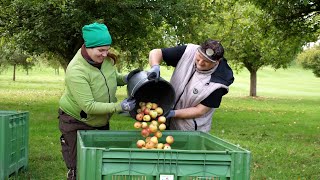 Sozialer Saftladen Gemeinnützige Firma sammelt Fallobst [upl. by Bondie506]