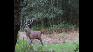 Wildlife Cerfs Sangliers Deer boarsArdennes sauvages Blakvswild [upl. by Atsirak502]