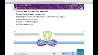 TGE  Basics Cut and Paste and Replicative Mechanism REF Molecular Biology of the Gene WATSON [upl. by Oam]