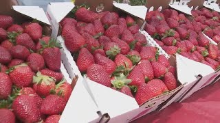 Ponchatoula Strawberry Fest is Back [upl. by Swane806]