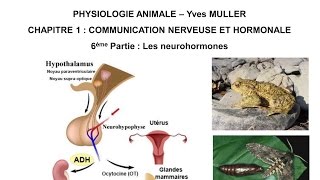 Chapitre 16 Les neurohormones [upl. by Oriaj813]