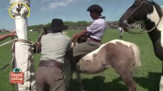 Monta de petisos en El talar 2024 caballos jinete charreada jaripeo rodeoCowboy horse videos [upl. by Trbor]