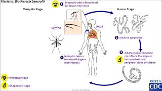 Wuchereria bancrofti life cycle [upl. by Goodrow]