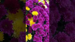 Potted Chrysanthemum MultifloraChrysanthemum Multiflora PottedPlant IndoorPlant FallDecor [upl. by Combs]