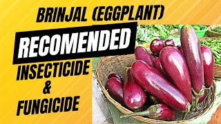 Pest and Disease Management Strategies for Brinjal Eggplant Cultivation eggplant insecticide [upl. by Plumbo]