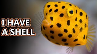 Cowfish facts also boxfish facts  Animal Fact Files [upl. by Voleta622]