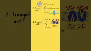 Les 3 types de transport membranaire TransportMembranaire Diffusion Osmose Endocytose [upl. by Dafna]