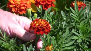 How to harvest edible flowers [upl. by Kaya]