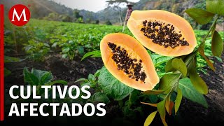 Lluvias inundaron miles de hectáreas de papaya en Campeche [upl. by Aisek]