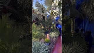 Jardin majorelle Marrakech janvier 2024 [upl. by Senzer]