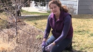 How to Prune Blue Mist Spirea in Spring [upl. by Liebermann]