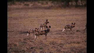 kwando painted dogs v lions [upl. by Ransell]