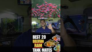 Top 20 Tank Mates For Bolivian Ram Cichlid [upl. by Aiouqes]