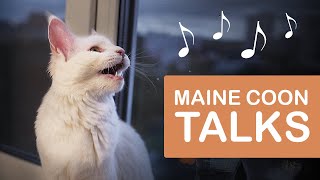 What Does A Maine Coon Sound Like  MAINE COON KITTEN meowing [upl. by Charbonneau111]