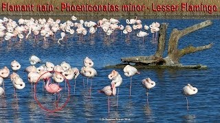 Flamant nain quotPhoeniconaias minorquot Lesser Flamingo [upl. by Ingemar]