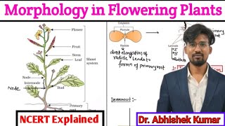 Morphology of Flowering PlantsBiology Class 11 ch5Neet 2025 [upl. by Norb]