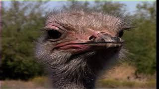 Rooster Cogburn Ostrich Farm Tucson Arizona United States 1999 [upl. by Neerbas]