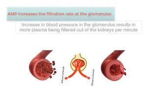 ATRIAL NATRIURETIC PEPTIDE ANP The Kidneys and high blood pressure explained [upl. by Acimat]