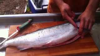 How to break down or process a salmon Gut gill fillet skin debone [upl. by Dnaleel489]