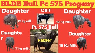 HLDB PC 575PC 575 HLDB BULLPC 575 MURRAH BULLPC 575 BULL CALF PROGENY DAUGHTER RESULT HIFERHLDB [upl. by Abrams]