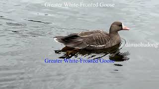 Greater White Fronted Goose [upl. by Waneta]