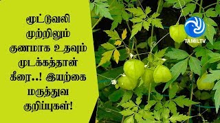 மூட்டுவலி முற்றிலும் குணமாக உதவும் முடக்கத்தான் கீரை இயற்கை மருத்துவ குறிப்புகள்  Tamil TV [upl. by Otsedom]