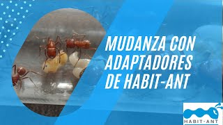 Mudanza con adaptadores HabitAnt [upl. by Yrrac]