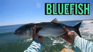 MASSIVE BLUEFISH in VIRGINIA BEACH Catching CHOPPER BLUEFISH with GOTCHA PLUG LURES [upl. by Marlette202]