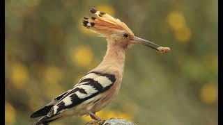 Hoopoe  What do Hoopoes eat [upl. by Alletnahs786]