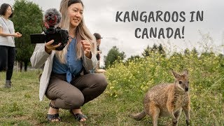 You Can See Kangaroos in Canada  Kangaroo Creek Farm BC Canada [upl. by Manny]