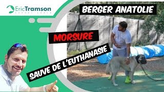 Normandie Ce chien Berger Anatolie agressif est sauvé de l’euthanasie par Eric Tramson [upl. by Einnov]