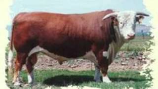 Chandler Herefords Slide Show of Great Herefords [upl. by Anod]