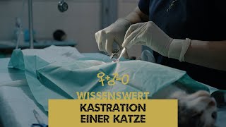 Wissenswert  Die Kastration einer Katze [upl. by Eelahc]