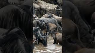 Incredible Facts About Wildebeest That You Need to Know [upl. by Anurag]