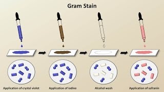 Classification of Bacteria Antibiotics  Lecture 1 [upl. by Charbonnier922]