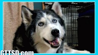 BEST DOG TRAINING TREATS  Fan Friday 201 [upl. by Calista]