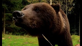 Hiroshi Tokuras Skull Was Crushed By This Brown Bear [upl. by Lebyram]