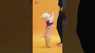 Cute Poodle Dog  Toy Poodle Playing with Girl  Cutest Miniature Poodle Video  Famous Dogs Videos [upl. by Acissey707]