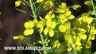 Bees Pollinating Turnip Flowers [upl. by Yllen]